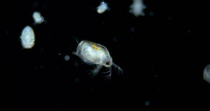 Daphnia under microscope, possibly genus Scapholeberis, Chydorus and larvae nauplius. Zooplankton living in fresh water