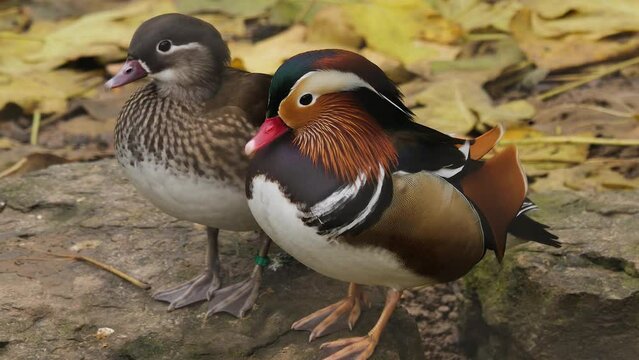 A close up of  a mallard and female mandarin duck moving around each other.