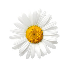 Daisy isolated on transparent background
