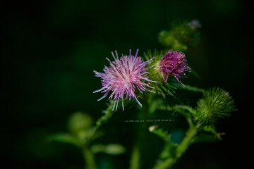 Close up of amazing colorful wildflowers on summer meadow, Danubian forest, Slovakia