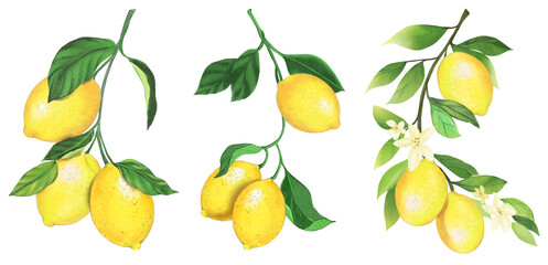 Set of Lemon Hand drawn illustration on transparent background