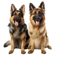 Two German shepherd dogs with brown and black fur sitting isolated on white background