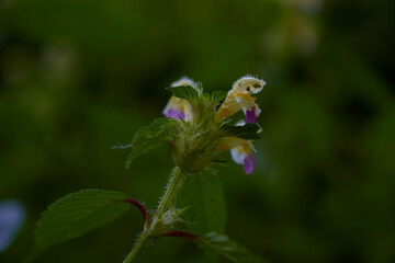 Close up of amazing colorful wildflowers on summer meadow, Danubian forest, Slovakia
