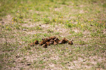 horse manure on a sandy grass field