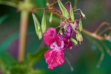 Close up of amazing colorful wildflowers on summer meadow, Danubian forest, Slovakia
