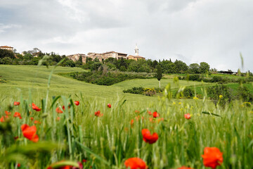 View of beautiful renaissance town of Pienza in spring Tuscany landscape with green fields and red poppies in the foreground. Pienza, Tuscany, Italy