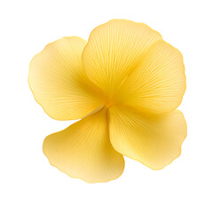 Fototapeta na wymiar Ginkgo flower isolated on transparent background