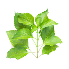 Fennel leaves (Ocimum gratissimum) isolated on white background. - obrazy, fototapety, plakaty