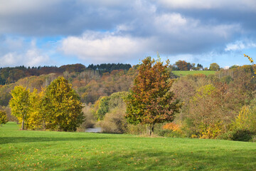 Colorful heather landscape in autumn, called Wahner Heide, in Germany near Cologne