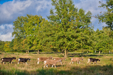 Colorful heather landscape in autumn, called Wahner Heide, in Germany near Cologne