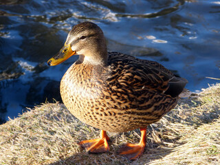 Female of mallard, wild duck (Anas platyrhynchos) by the water in a sunny day