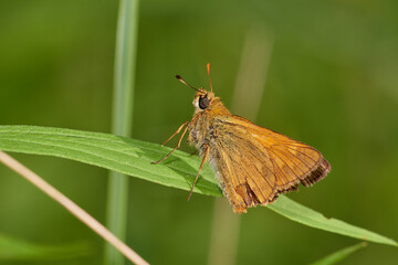 Large skipper,, Ochlodes sylvanus,, on wildflower in summer day, Danubian forest, Slovakia