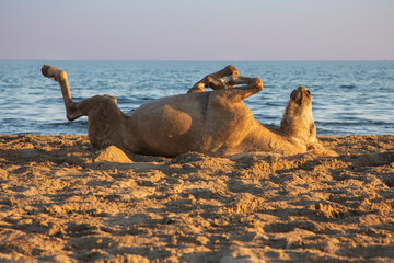 horse rolling with pleasure in the sand on the seaside beach at sunset