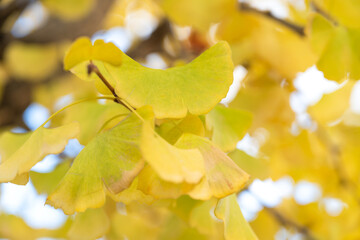 Fototapeta premium Beautiful yellow ginkgo, gingko biloba tree forest in autumn season.