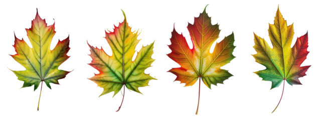 Maple leaf transitioning from green to yellow to red, emblematic of autumn, set against a transparent backdrop for versatile use.