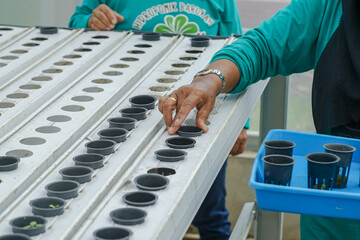 female hydroponic farmer's hands are placing a container of hydroponic seeds into the hydroponic installation.