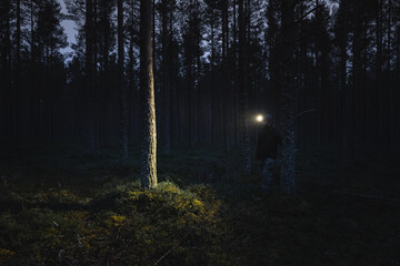 A man with a headlamp wanders through a pine forest in dark. - obrazy, fototapety, plakaty
