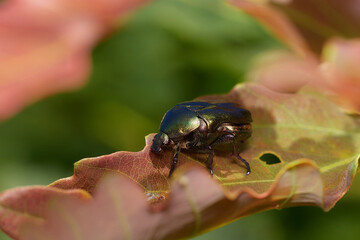 Rose chafer,, Cetonia aurata,, on its natural environment, Danubian forest, Slovakia