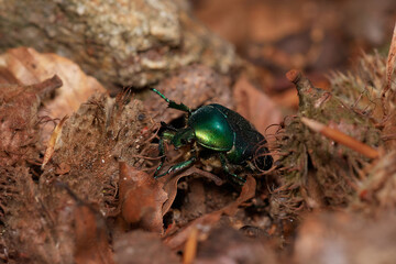 Rose chafer,, Cetonia aurata,, on its natural environment, Danubian forest, Slovakia
