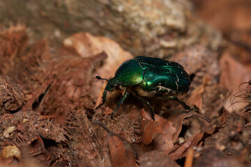 Rose chafer,, Cetonia aurata,, on its natural environment, Danubian forest, Slovakia