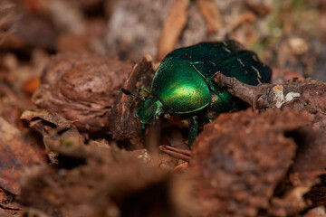 Rose chafer,, Cetonia aurata,, on its natural environment, Danubian forest, Slovakia