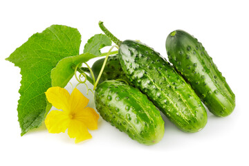 Fresh cucumbers with yellow flowers and green leaves. Ripe cucumber vegetables. Organic food. Isolated on white background