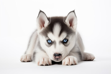 Full size portrait of Siberian Husky puppy Isolated on white background