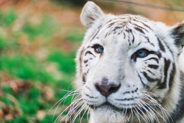 White big tiger, bleached tiger in autumn park laying and walk, close up