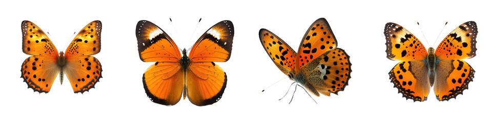 Vibrant orange butterfly with delicate wings, perfectly perched, radiates against a seamless transparent backdrop.