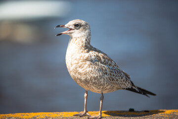 A seagull standing with its mouth open.