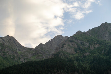 Healthy green trees spruce, fir and pine trees in the wilderness of a national park. Forest on mountain slope. Sustainable industry, ecosystem and healthy environment concepts and background