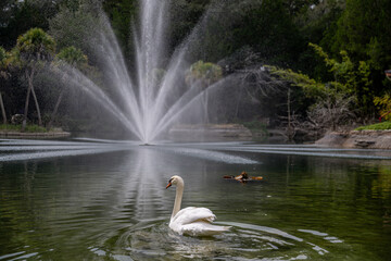 swan lake