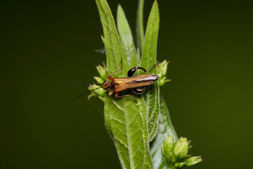 Red brown longhorn beetle,, Stictoleptura rubra,,  on wildflower in summer morning, Danubian forest, Slovakia