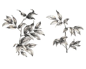 Hand drawn black and white leaves