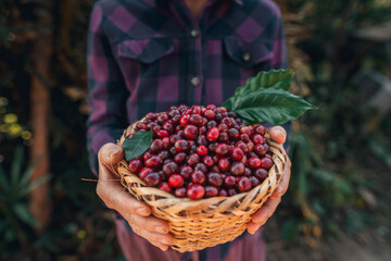 Cherry coffee beans in a basket
