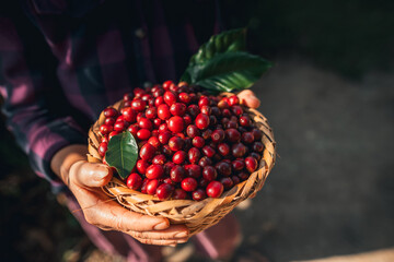 Cherry coffee beans in a basket