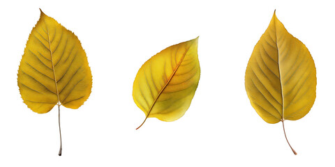 Obraz premium Collection of various yellow leaves, each with intricate details and unique shapes, showcased on a clear, invisible backdrop.