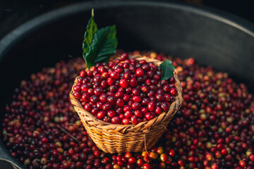 Cherry coffee beans in a bucket