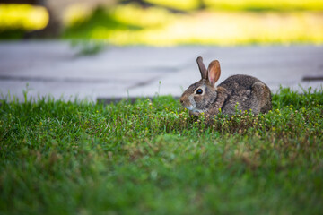 A wild rabbit in the grass in an urban environment