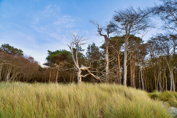 Forest on the coast of the Baltic Sea. Dune grass in the foreground. Beach transition