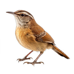 Carolina Wren isolated on transparent background