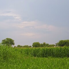 Peaceful Green Beauty: Serene Nature Views for Your Collection