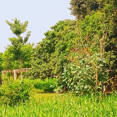 Peaceful Green Beauty: Serene Nature Views for Your Collection