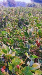 Peaceful Green Beauty: Serene Nature Views for Your Collection