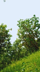 Peaceful Green Beauty: Serene Nature Views for Your Collection