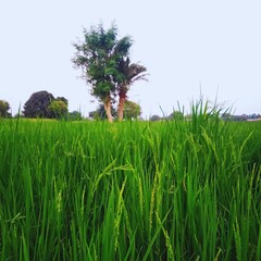 Peaceful Green Beauty: Serene Nature Views for Your Collection