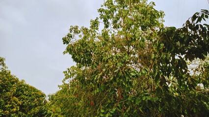 Peaceful Green Beauty: Serene Nature Views for Your Collection