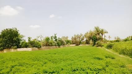 Peaceful Green Beauty: Serene Nature Views for Your Collection