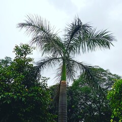 Peaceful Green Beauty: Serene Nature Views for Your Collection