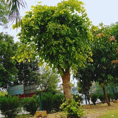 Peaceful Green Beauty: Serene Nature Views for Your Collection